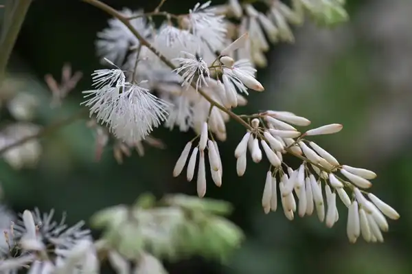 Macleaya Cordata Extract Benefits for Health & Wellness